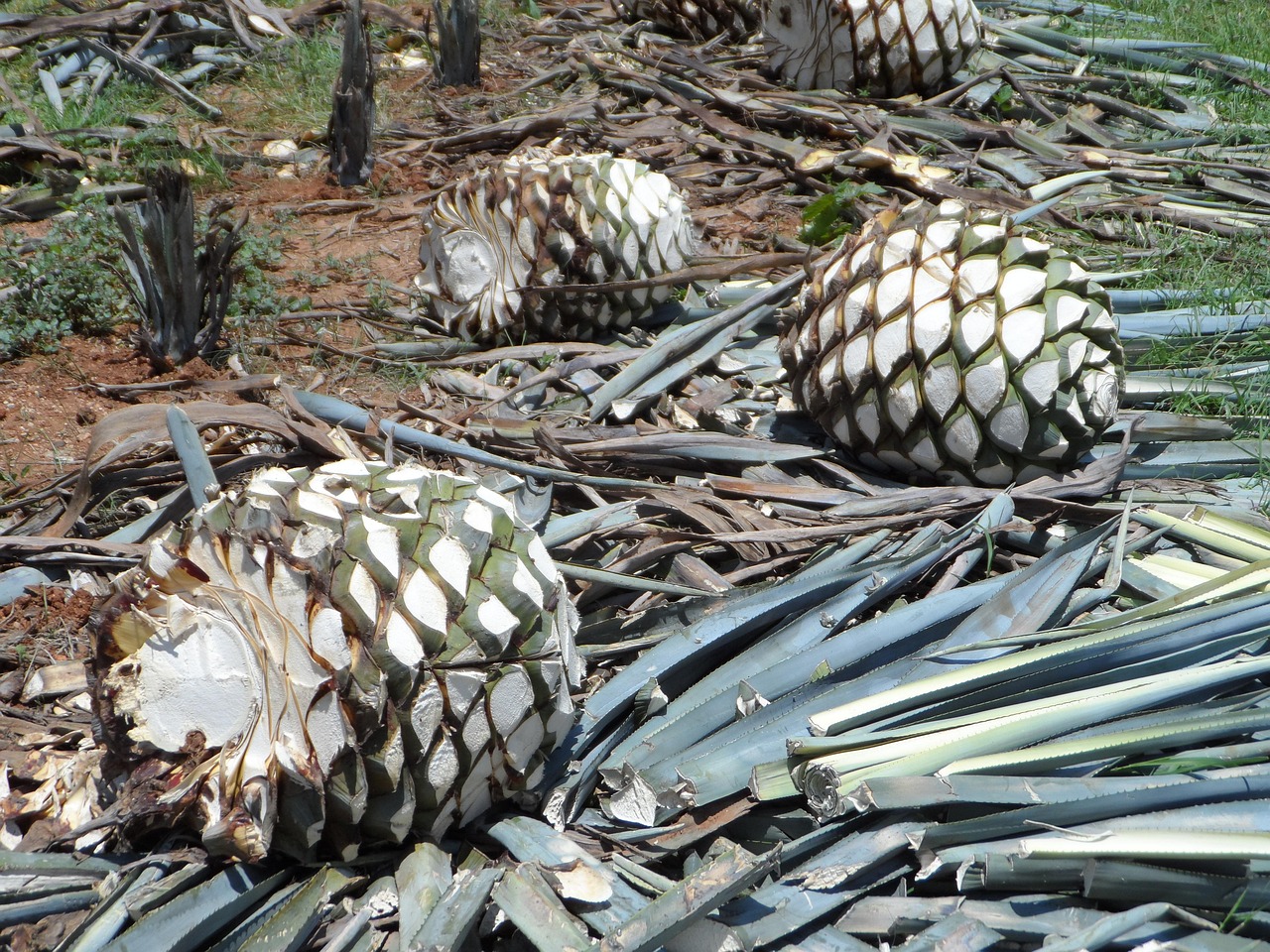Tequila: l’anima del Messico