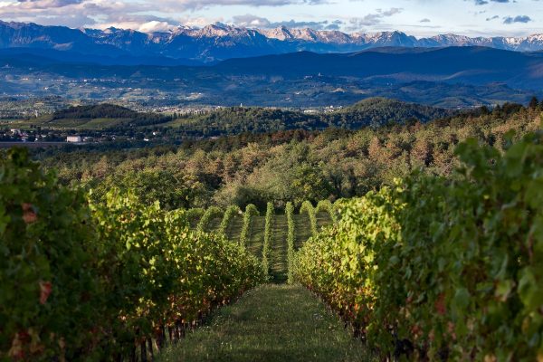 Castelvecchio: vigneti in Sagrado